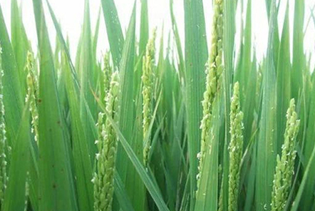 種植水稻，注重水稻三個時期的管理，更有利于水稻創(chuàng)高產(chǎn)？