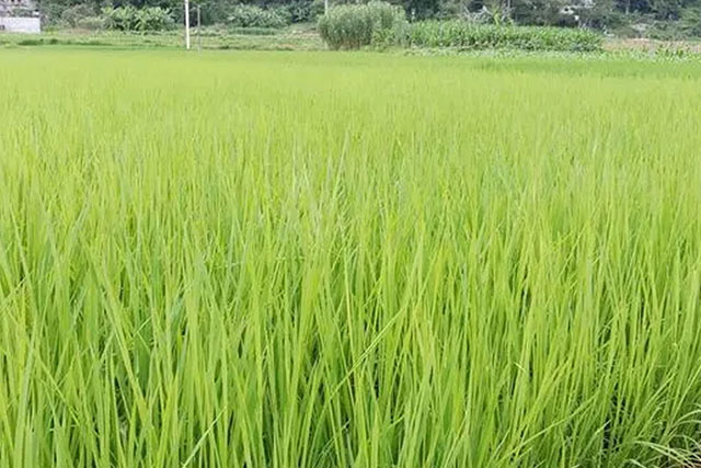 水稻苗徒長跟種子有關(guān)嗎？水稻苗徒長原因有3種，應(yīng)對癥采取措施