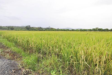 谷城退休老漢追逐農(nóng)機(jī)夢(mèng)！
